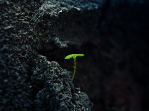 Photo Resilience 20