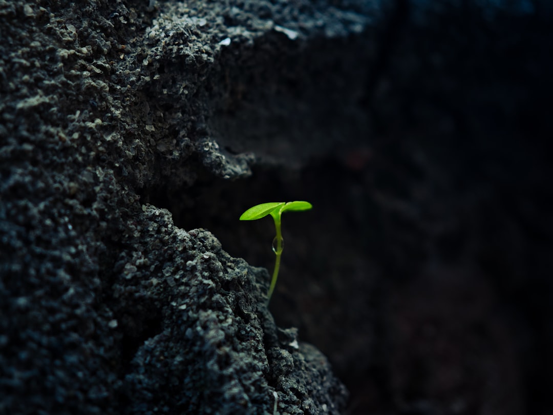 Photo Resilience 20