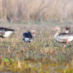 Enjeu stratégique: Sécuritisation des migrations et instrumentalisation des diasporas