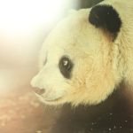 Perceptions des régimes: Gestion des pandémies et libertés publiques