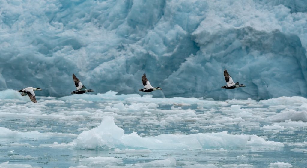 Nouvelles cartographies des vulnérabilités démographiques: Les migrations climatiques
