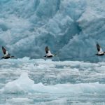 Nouvelles cartographies des vulnérabilités démographiques: Les migrations climatiques