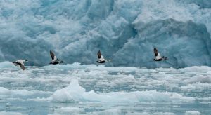 Nouvelles cartographies des vulnérabilités démographiques: Les migrations climatiques