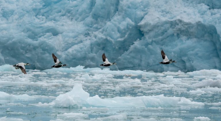 Nouvelles cartographies des vulnérabilités démographiques: Les migrations climatiques